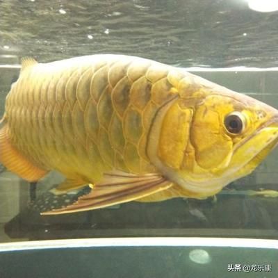 龍魚入門知識(shí)