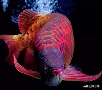 龍魚入門知識