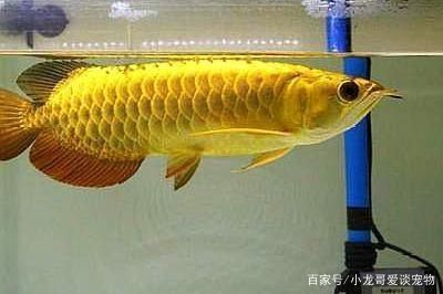 龍魚(yú)適宜水溫范圍：龍魚(yú)在不同生長(zhǎng)階段適宜的水溫范圍
