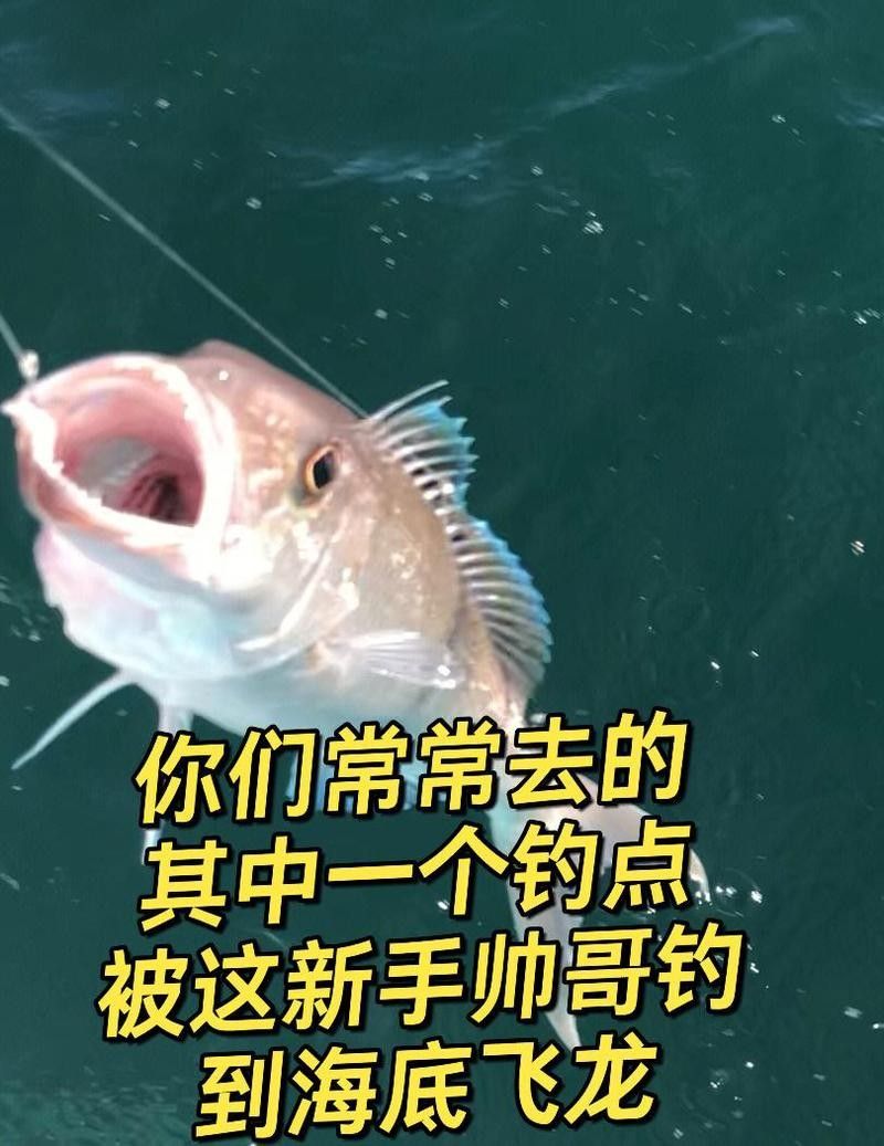 飛龍魚的照片大全