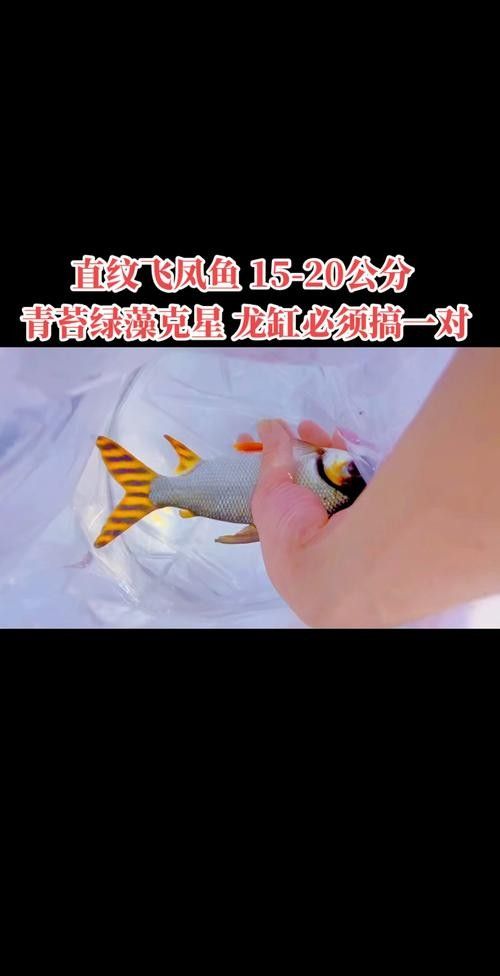 飛龍魚的照片大全