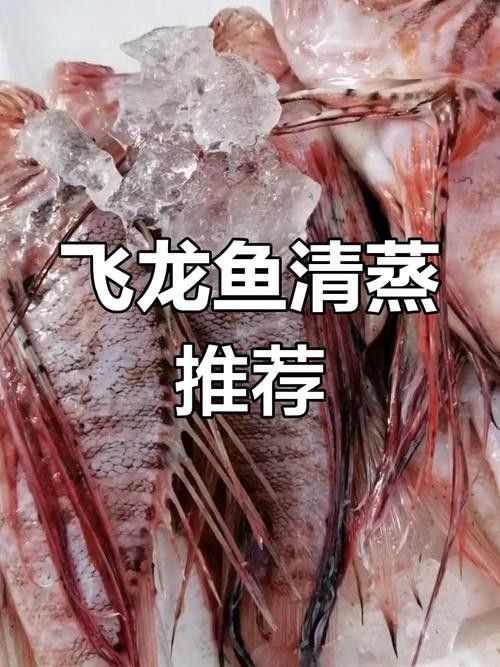 飛龍魚的照片大全