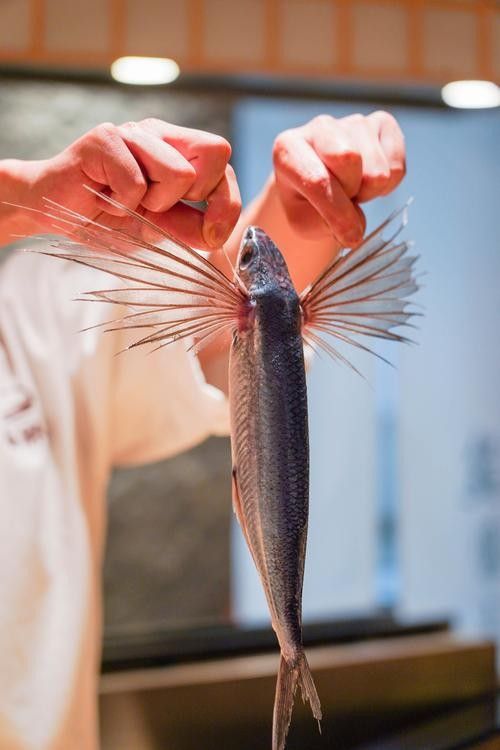 飛龍魚的照片大全