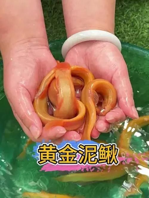 飛龍魚的照片大全