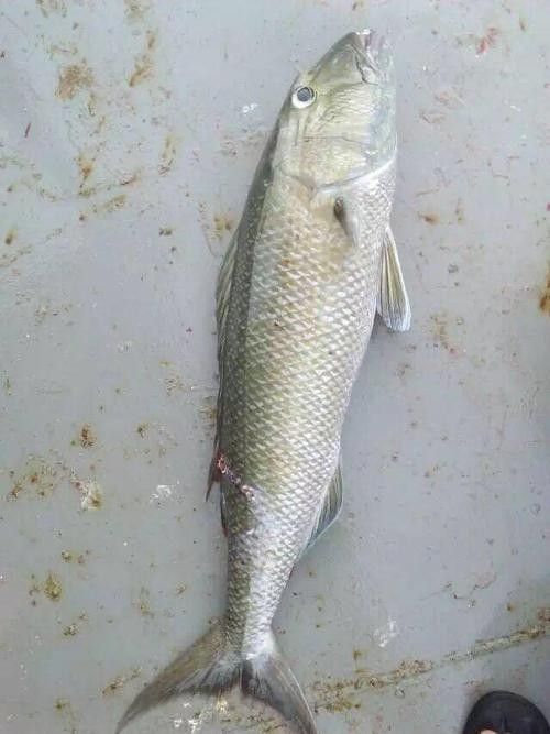 飛龍魚的照片大全