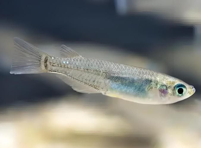 飛龍魚的照片大全