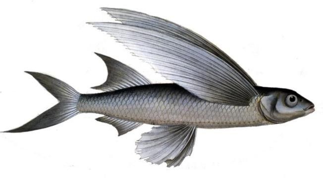飛龍魚的照片大全