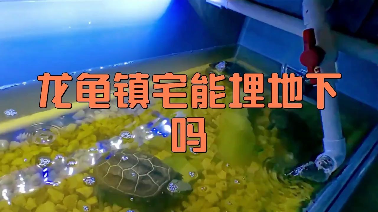龍龜埋地下有哪些具體案例？