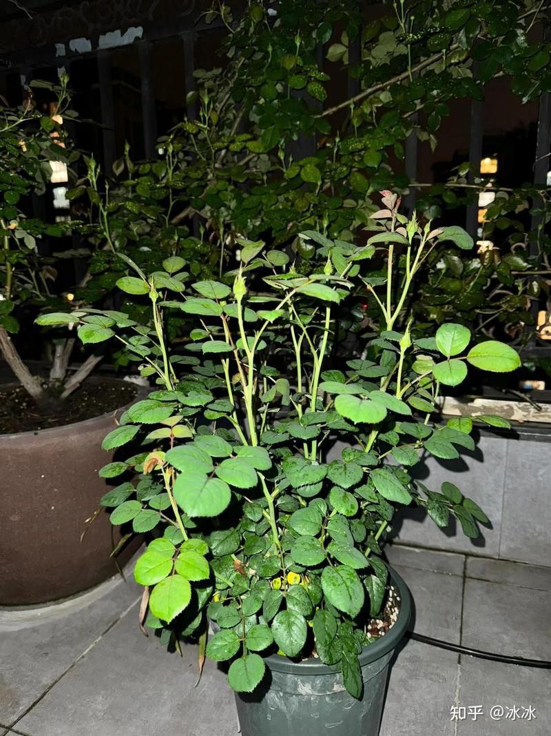 紅龍盆栽施肥后多久見效