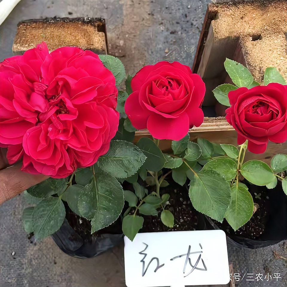 紅龍盆栽施肥后多久見效