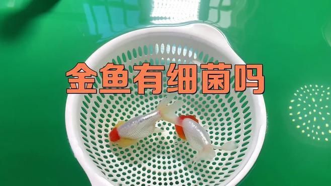 魚缸水中有哪些常見的致病細菌？