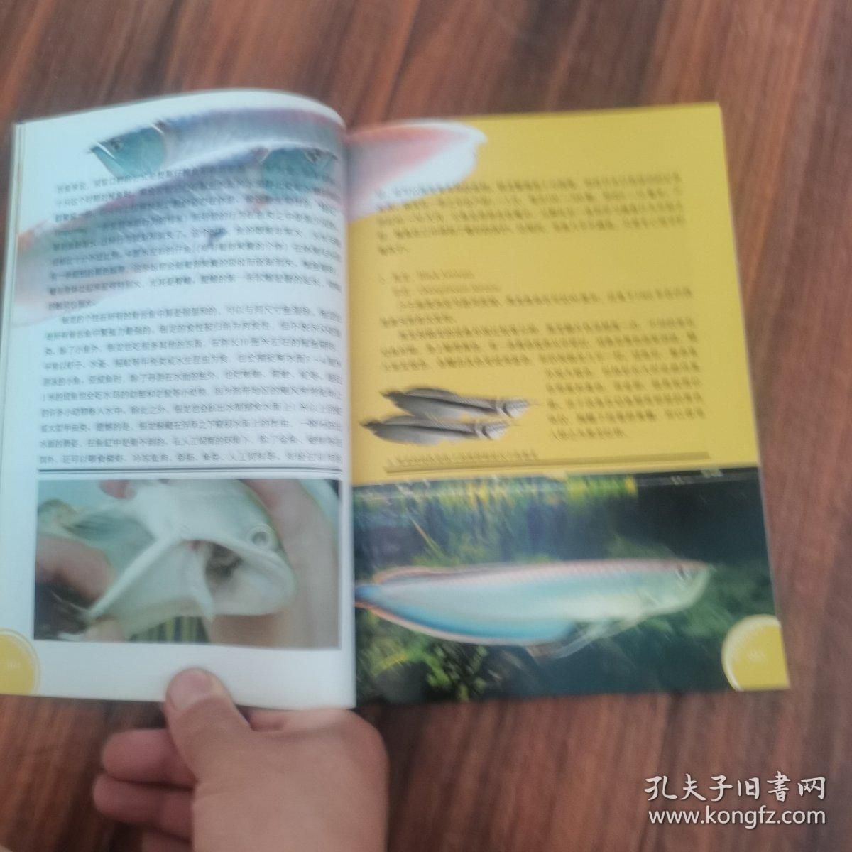 龍魚的養(yǎng)殖與鑒賞：關于龍魚養(yǎng)殖與鑒賞和鑒賞和鑒賞龍魚的詳細信息