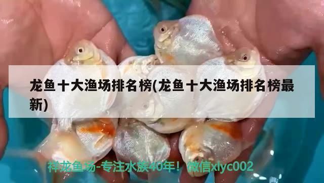 龍魚哪個漁場的最好：全球知名的龍魚漁場及其詳細信息，龍魚保險服務內容介紹