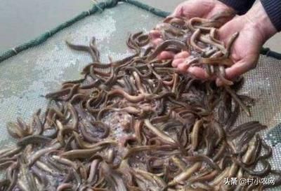 泥鰍給龍魚吃怎么消毒：喂食龍魚泥鰍時應該如何處理