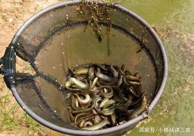 泥鰍給龍魚吃怎么消毒：喂食龍魚泥鰍時應該如何處理