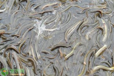 泥鰍給龍魚吃怎么消毒：喂食龍魚泥鰍時應該如何處理