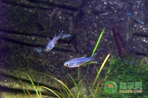 魚浮頭后需要多久才能喂食？