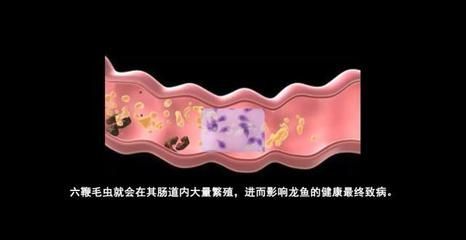 如何判斷龍魚有內寄生蟲病（判斷龍魚是否患內寄生蟲病需要綜合考慮其行為、外觀和生理變化）