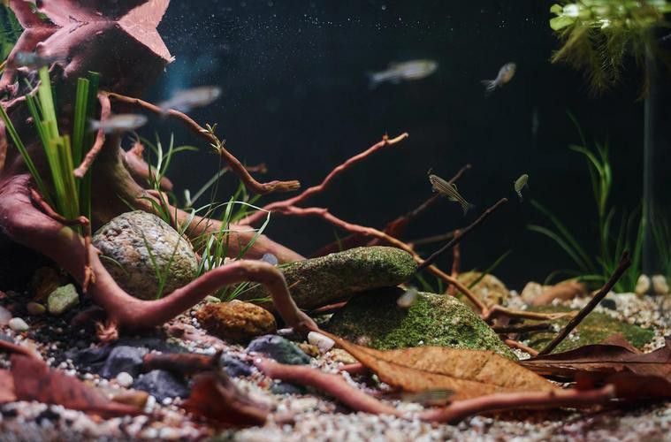 大型龍魚缸造景圖片高清