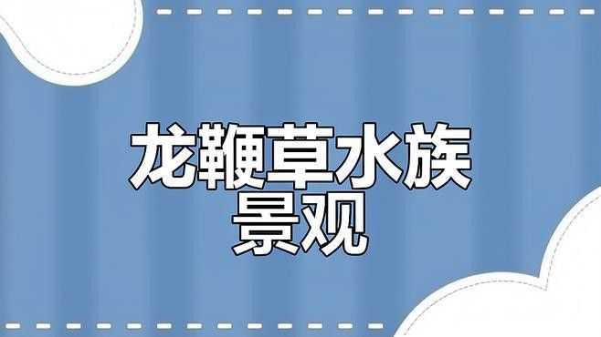 大型龍魚缸造景圖片高清