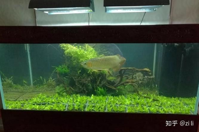 大型龍魚缸造景圖片高清