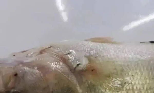 金龍魚紫羅蘭底好不好：紫羅蘭金龍魚，哪個品種最好？