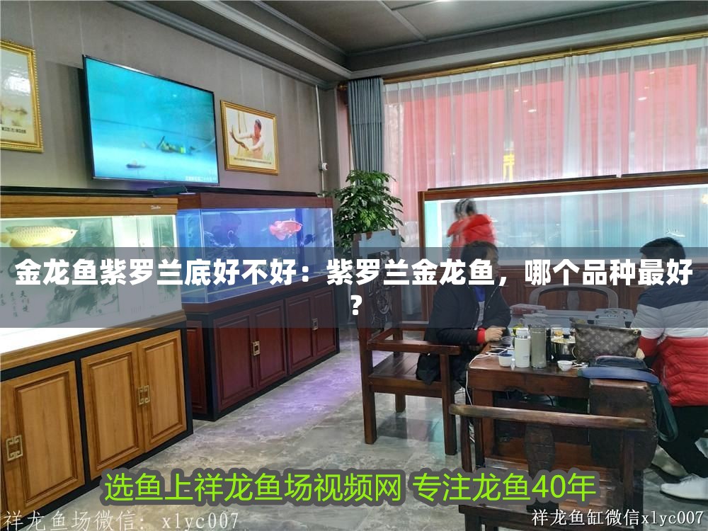 金龍魚紫羅蘭底好不好：紫羅蘭金龍魚，哪個品種最好？