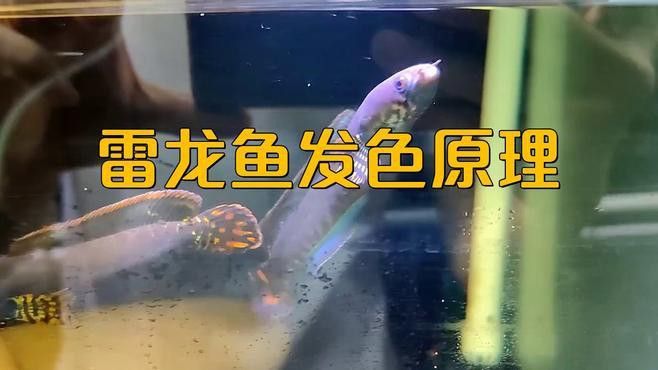 彩虹雷龍魚多大開始發色了