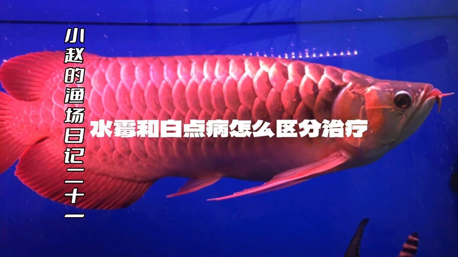 如何判斷龍魚是否患有水霉病？