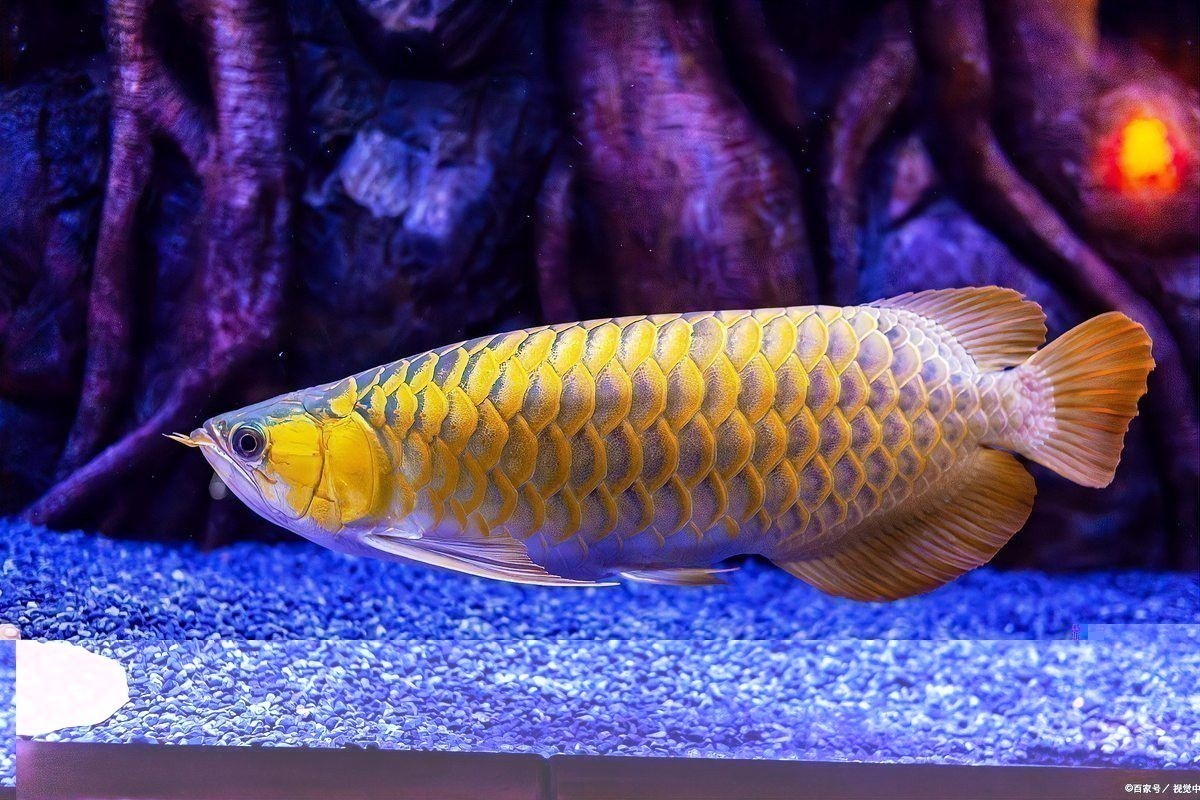 龍魚腹部腫脹能自愈嗎？