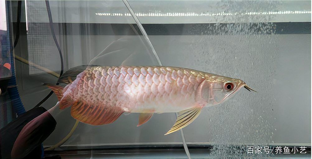 龍魚腹部腫脹能自愈嗎？