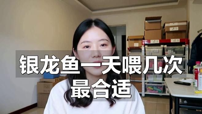 銀龍魚多久喂一次比較好？