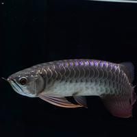 金線魚毒性有多強