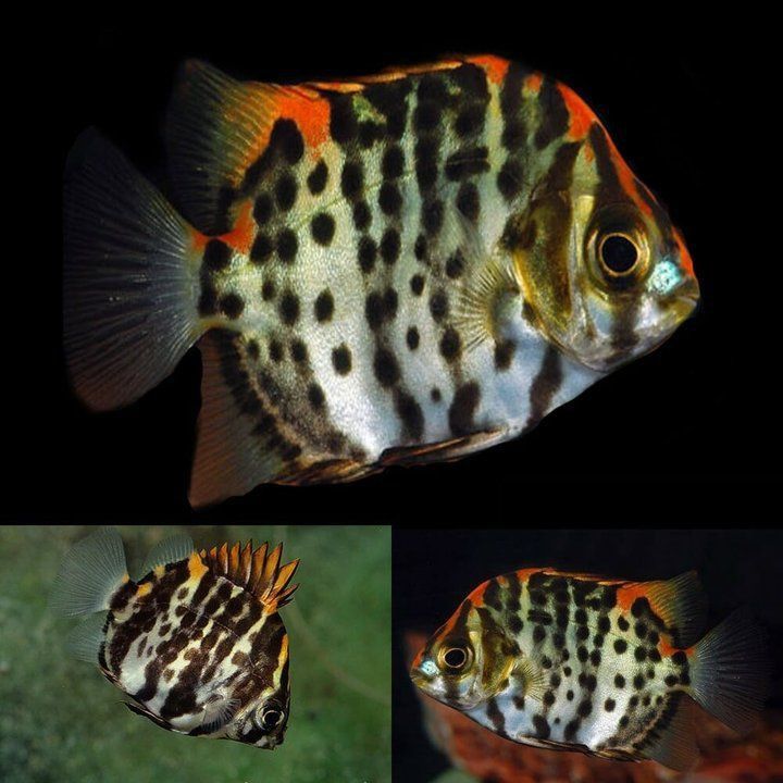 金線魚毒性有多強