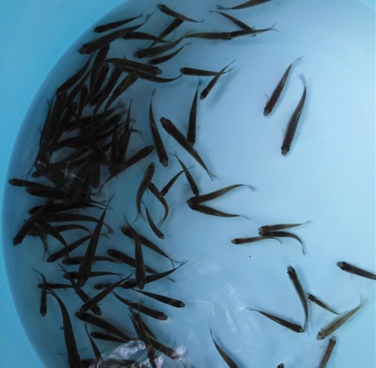小紅龍魚成長變色過程：喂養龍魚時，選擇合適的工具可以提高投喂效率和安全性