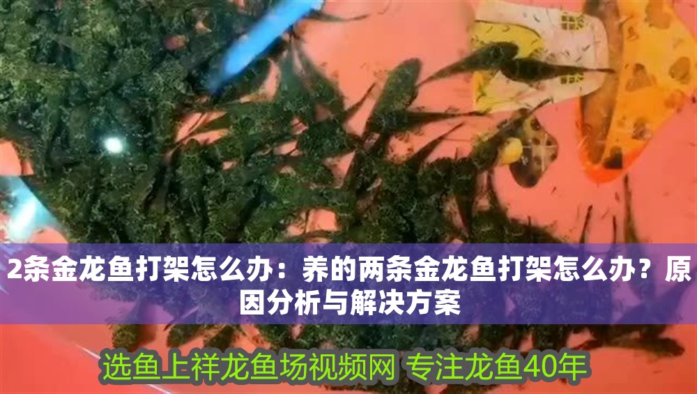 2條金龍魚打架怎么辦：養的兩條金龍魚打架怎么辦？原因分析與解決方案