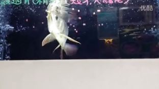 怎么訓練龍魚兇猛性(如何訓練龍魚的兇猛性) 龍魚百科 第4張 怎么訓練龍魚兇猛性(如何訓練龍魚的兇猛性) 怎么訓練龍魚兇猛性(如何訓練龍魚的兇猛性) 龍魚百科 第4張