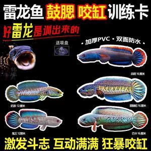 怎么訓練龍魚兇猛性(如何訓練龍魚的兇猛性) 龍魚百科 第5張 怎么訓練龍魚兇猛性(如何訓練龍魚的兇猛性) 怎么訓練龍魚兇猛性(如何訓練龍魚的兇猛性) 龍魚百科 第5張