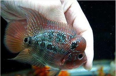 怎么訓練龍魚兇猛性(如何訓練龍魚的兇猛性) 龍魚百科 第3張 怎么訓練龍魚兇猛性(如何訓練龍魚的兇猛性) 怎么訓練龍魚兇猛性(如何訓練龍魚的兇猛性) 龍魚百科 第3張