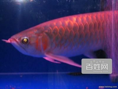 北京紅龍魚（北京紅龍魚養(yǎng)殖技術(shù)、繁殖方法以及養(yǎng)護要點以及養(yǎng)護要點）
