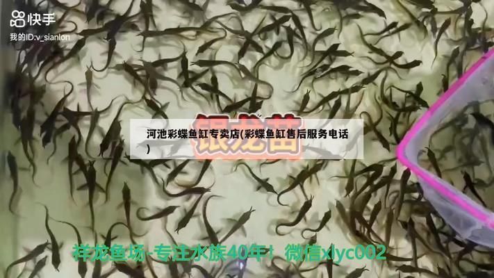 播放紅龍魚的照片（播放紅龍魚的照片大全）