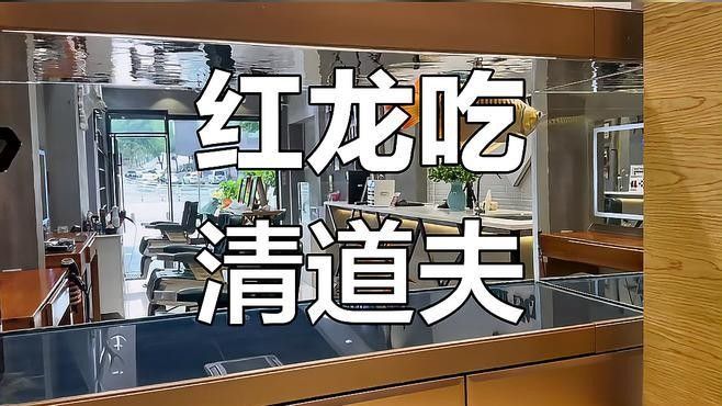 龍魚吃清道夫會被卡住嗎