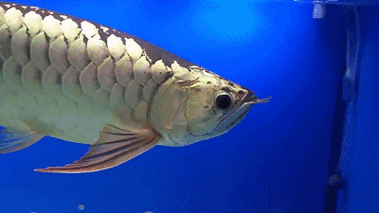 有沒有推薦的5D動態金龍魚壁紙資源？