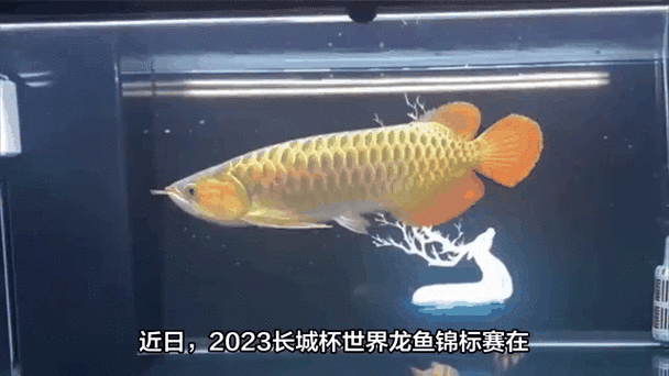 有沒有推薦的5D動態金龍魚壁紙資源？