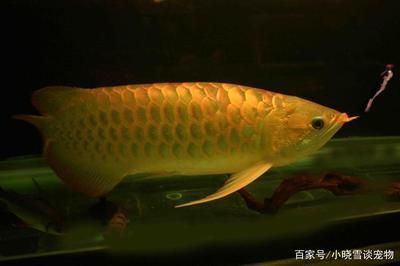 半米長金龍魚值多少錢（半米長的金龍魚價格是多少金龍魚多少錢一條）