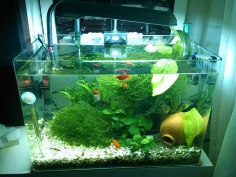 魚缸水發(fā)白的解決辦法，如何建立魚缸硝化系統(tǒng)？