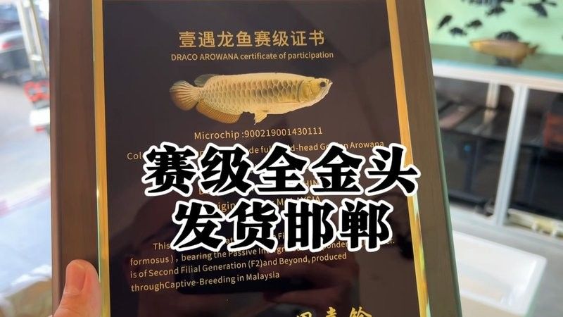 龍魚飄在水面不動怎么辦：龍魚飄在水面不動怎么辦？