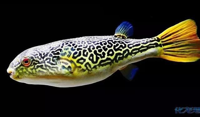皇冠狗頭魚和龍魚混養：皇冠狗頭魚可以混養嗎？