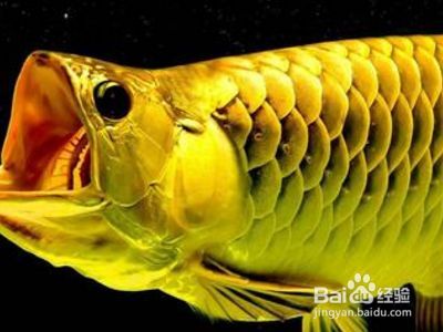 龍魚怎樣才算掉眼