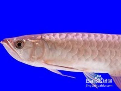 龍魚怎樣才算掉眼